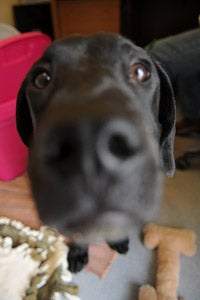 All-black puppy with brown eyes named Monarch