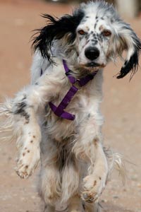 Stella the dog running