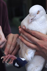 Former research pigeon now named 'The Todd' being held