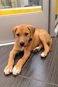 Puppy adoptable from L.A. Love & Leashes in the Westside Pavilion Mall