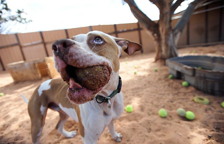 Urlacher the dog with a ball in his mouth