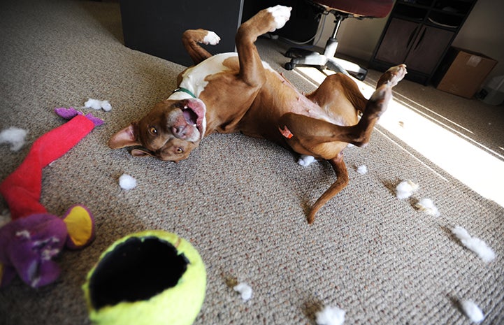 HoneyBun the dog with a ripped up ball toy