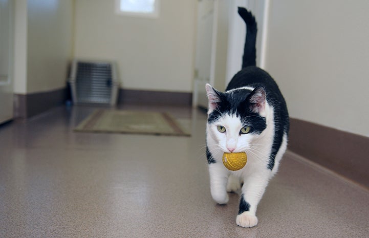 Andrew the cat with a ball in his mouth