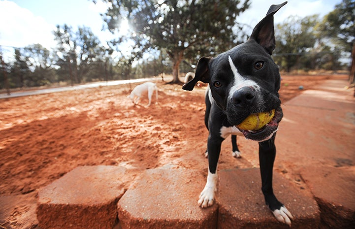 Dooley the dog with a ball in his mouth