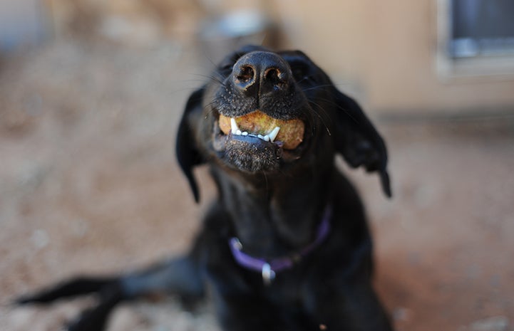 Cidro the dog with a ball in his mouth