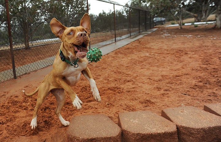 Zoey the dog trying to catch a ball with her mouth