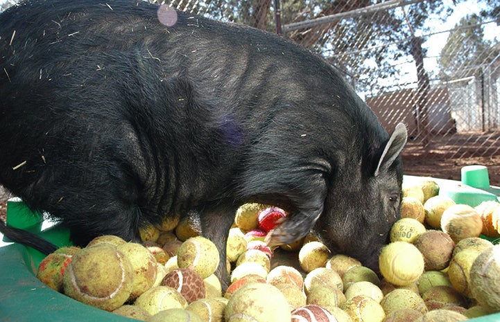 Jake the pig in a swimming pool filled with tennis balls