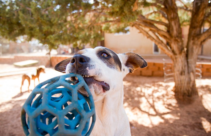 Mama Mia the dog holding a ball