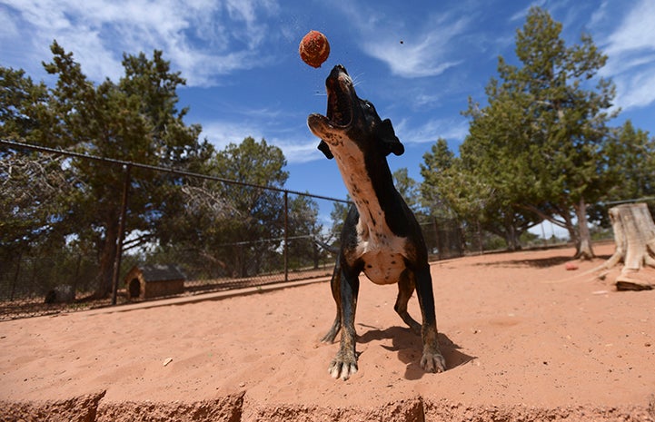 River the dog leaping the catch a ball