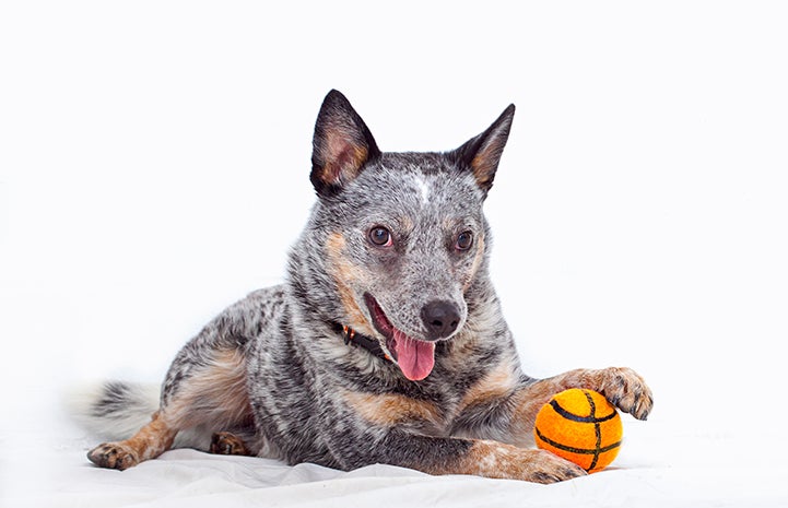 Dexter the Australian heeler with a basketball