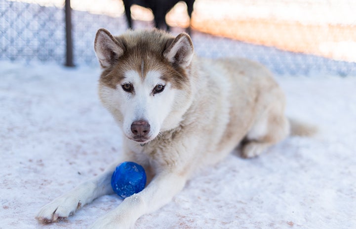 Sterling the dog with a blue ball in the snow