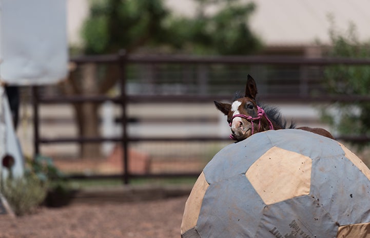 Prince the foal with a giant ball