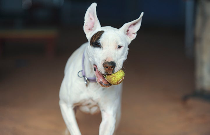 Yuma the dog with a ball in her mouth