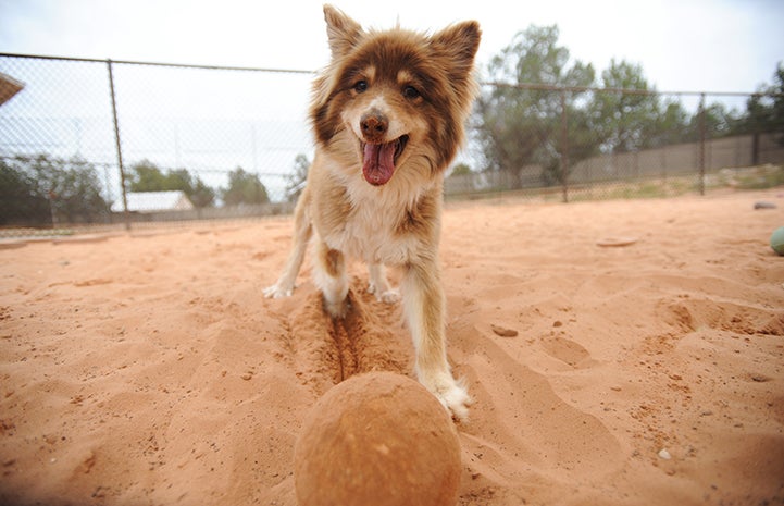 Savvy the dog waiting for a ball to be thrown