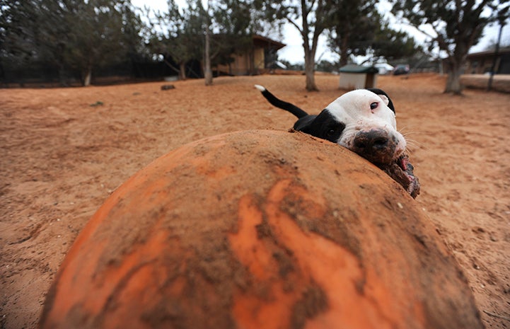 Sidney the dog playing with a giant ball