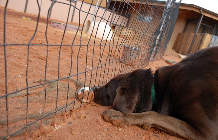 Stasch the dog trying to get a ball from under a fence