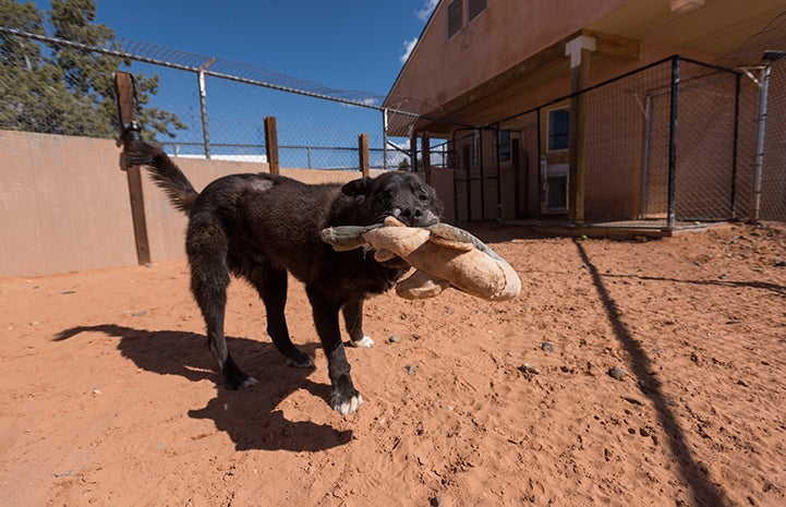 Caffrey is available for adoption