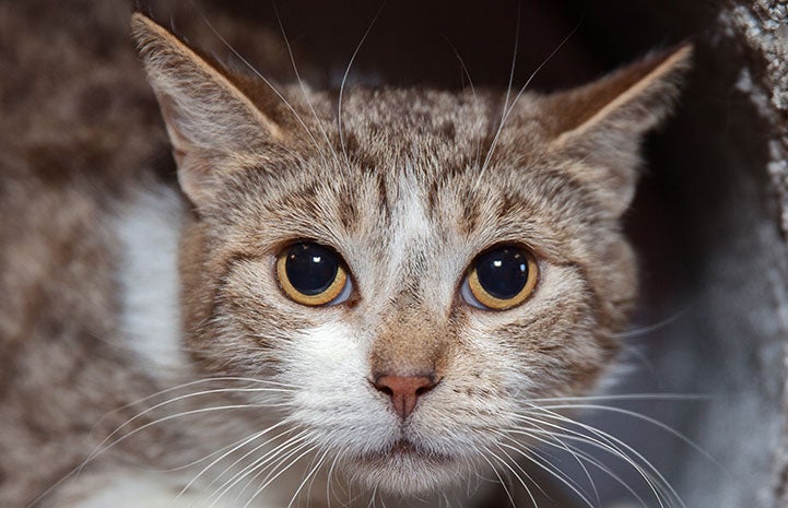 Sparkle the cat was understandably wary of the world around her