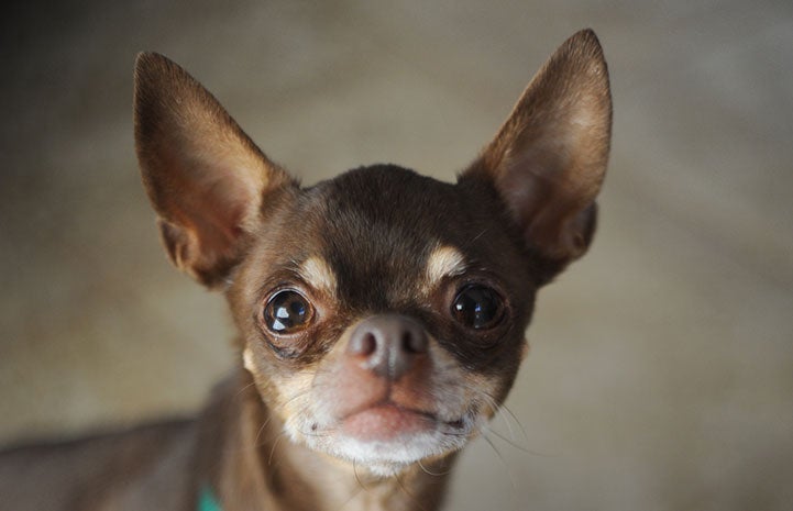 Begonia the Chihuahua