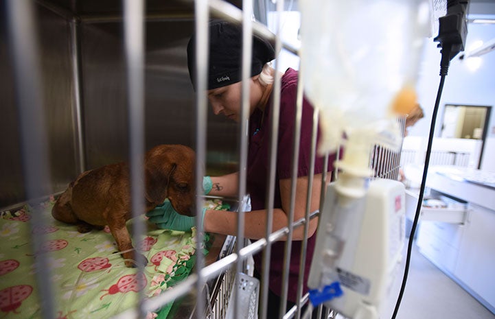 Dixon the dachshund at the Best Friends Animal Clinic