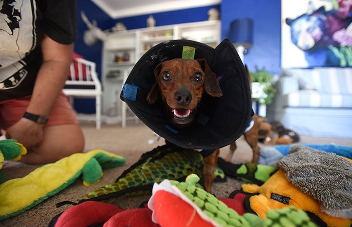 Dixon the wiener dog in a cone