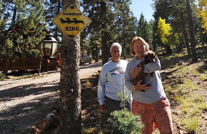 Dixon the dachshund makes a love connection with some volunteers