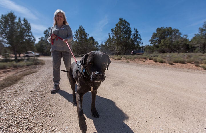 Bull the black Lab and chow mix had to be treated for heartworms