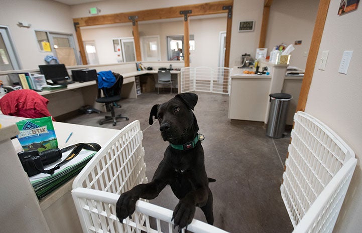 Hooper the black Lab mix at Dogtown admissions