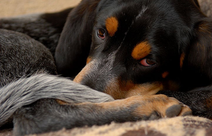 A sleepy Dash the dog