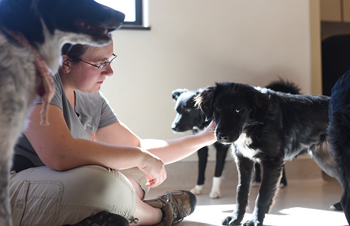 Elizabeth helping the border collie mix puppies in puppy socialization class