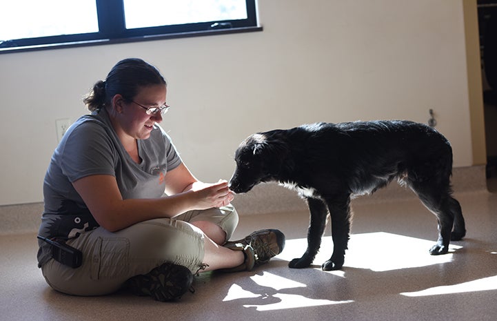 The border collie mix pups are getting the very best chance to succeed