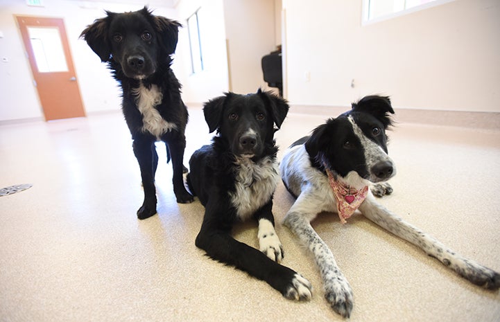 Jacob, Rufus and Luella the puppies