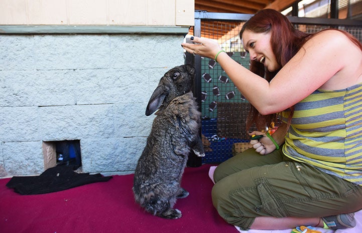 Bodie the Flemish rabbit's “sit pretty” pose