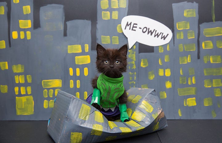 Kitten dressed up as the Hulk