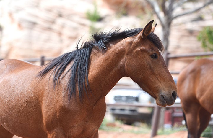 Scarlett the horse learned to look at people for help and guidance