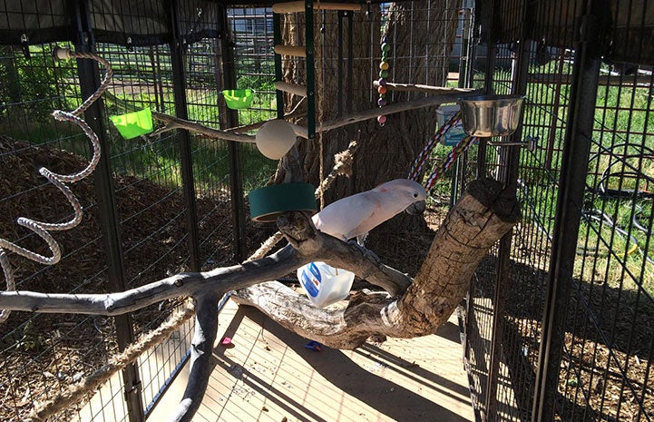 Seppi the Moluccan cockatoo at his new home