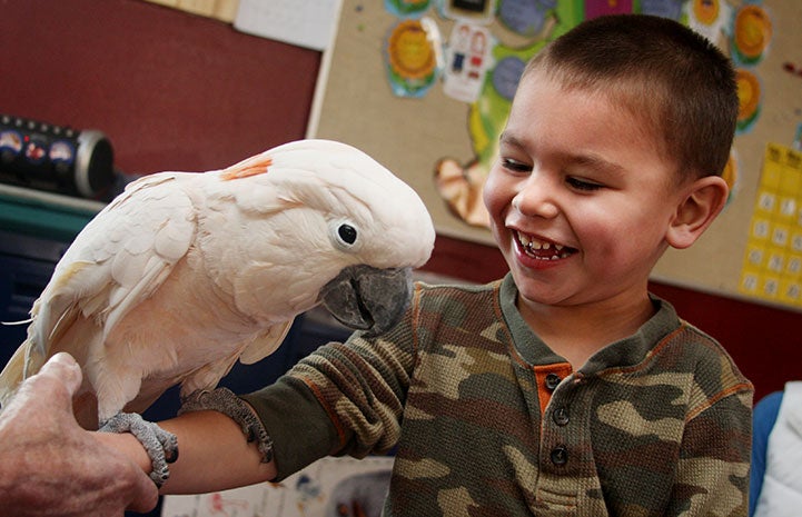 Seppi the Moluccan cockatoo with a preschooler