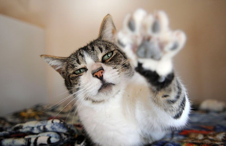 Bouncer the cat, looking ornery with his paw up