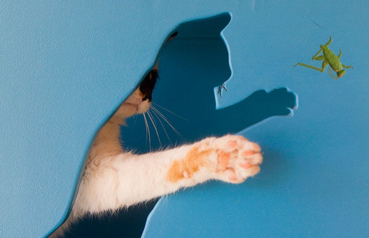 Calypso the calico cat swatting through a box