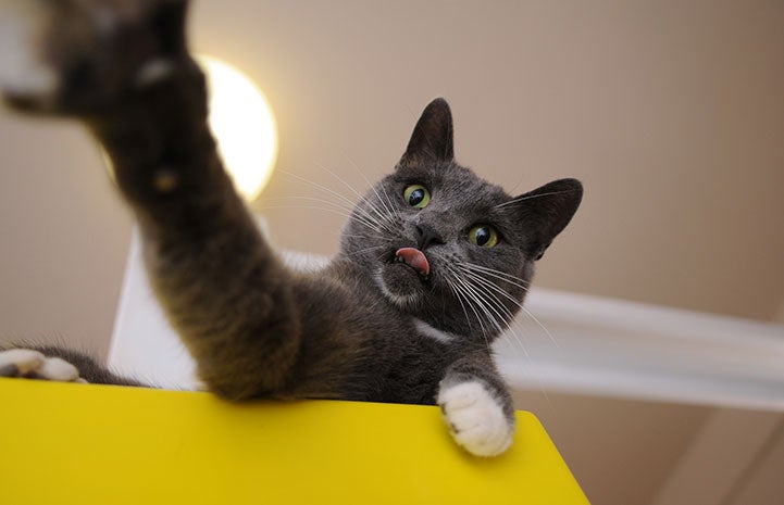 Hannah the gray cat reaching with her paw