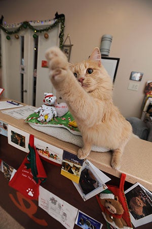 Jordy the cat swatting with her paw