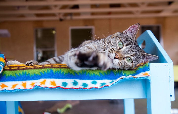 Michonne the tabby cat lying down with her paw out