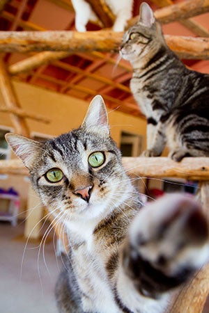 Noah the tabby cat reaching with his paw