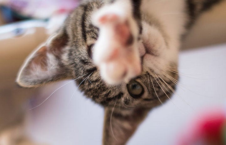 Raquel upside down, swatting her paw