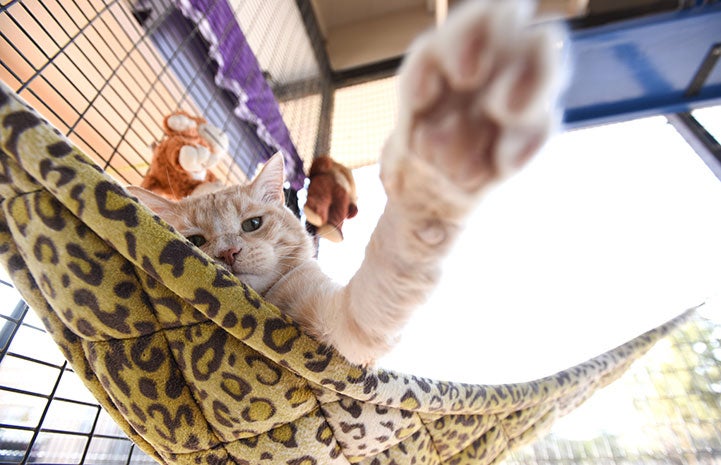 Scrapper the cat swatting from his hammock