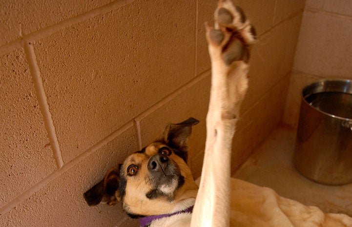 Clemence the dog lifting his paw up