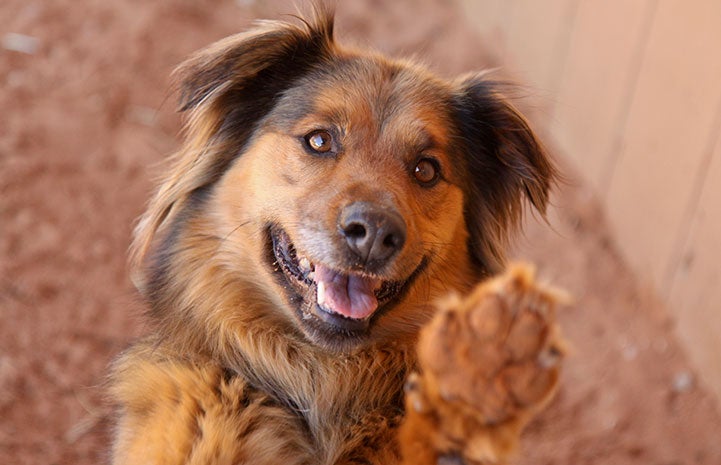 Happy dog Desiree lifting her front paw