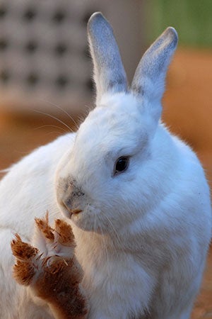 Moe the white rabbit lifting his back paw up