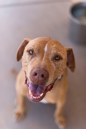 Doc the dog who had separation anxiety is a frequent flier in Dogtown’s sleepover program