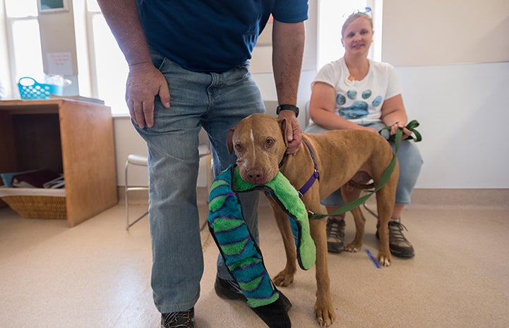 Doc the dog with his favorite stuffed toy